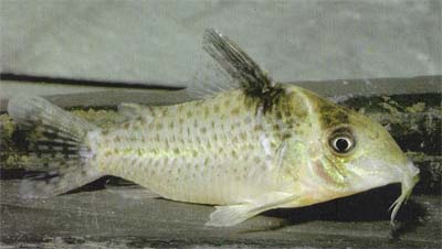Corydoras sp. C34